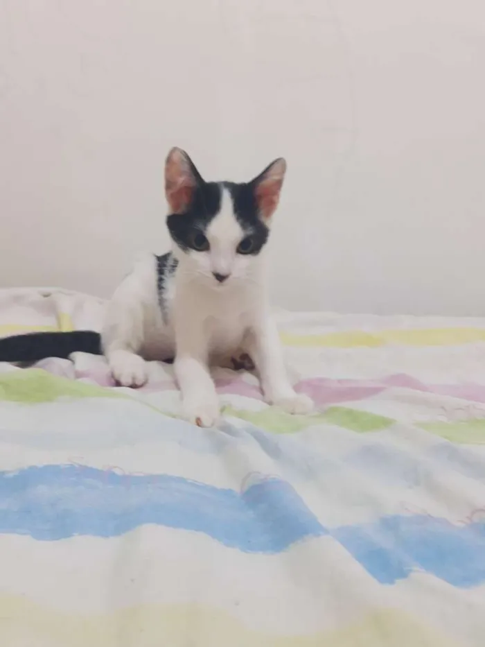 Gato ra a Srd idade 2 a 6 meses nome Jimmy