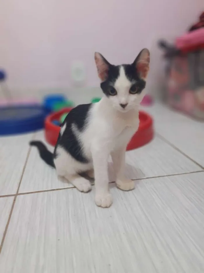 Gato ra a Srd idade 2 a 6 meses nome Jimmy