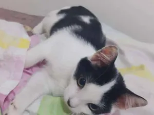Gato raça Srd idade 2 a 6 meses nome Jimmy