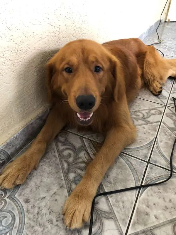 Cachorro ra a Golden idade 2 anos nome Charlie