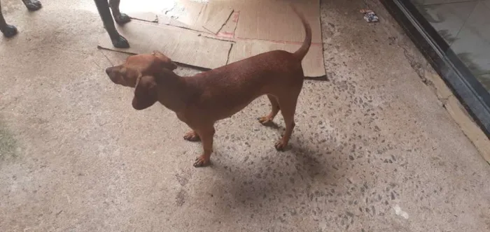 Cachorro ra a Vira lata idade 2 anos nome Rosinha 