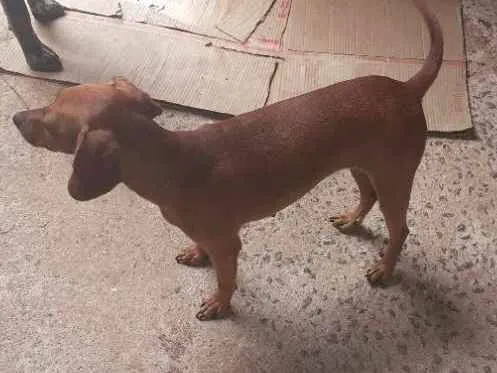 Cachorro ra a Vira lata idade 2 anos nome Rosinha 