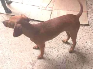 Cachorro raça Vira lata idade 2 anos nome Rosinha 