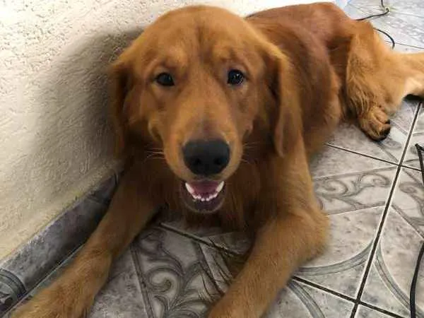 Cachorro ra a Golden idade 2 anos nome Charlie