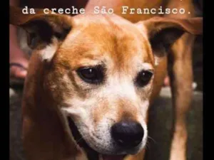 Cachorro raça Indefinida idade 6 ou mais anos nome By boy