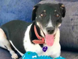 Cachorro raça SRD idade 2 anos nome Biel