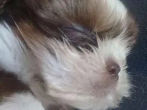 Cachorro raça Shitizu idade 7 a 11 meses nome Winy (uini)