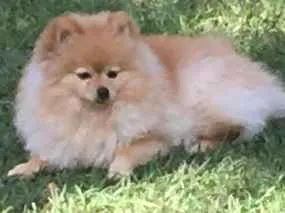 Cachorro ra a Spitz alemão  idade 1 ano nome APOLO