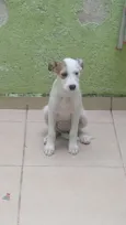 Bolinha