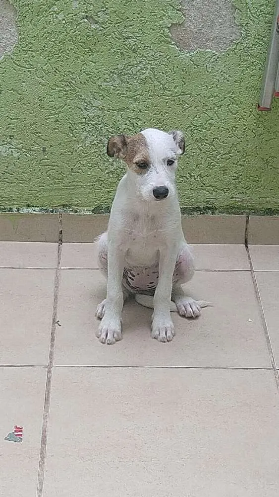 Cachorro ra a Vira lata idade 2 a 6 meses nome Bolinha