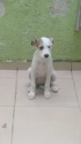 Bolinha