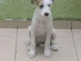 Bolinha
