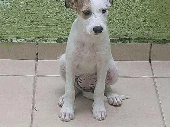 Cachorro ra a Vira lata idade 2 a 6 meses nome Bolinha