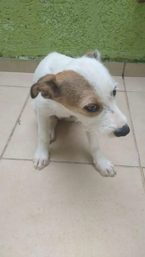 Cachorro ra a Vira lata idade 2 a 6 meses nome Bolinha