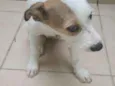 Bolinha