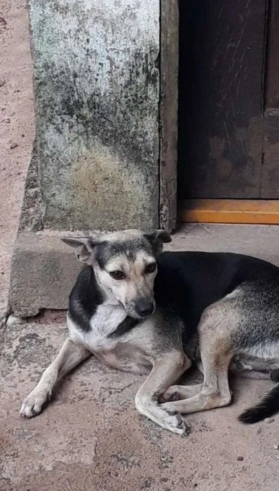 Cachorro raça Vira Lata idade 3 anos nome Lili e Pretinha