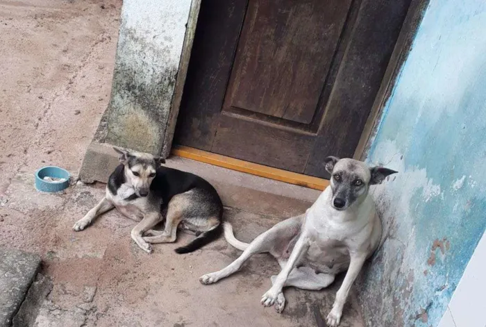 Cachorro raça Vira Lata idade 3 anos nome Lili e Pretinha