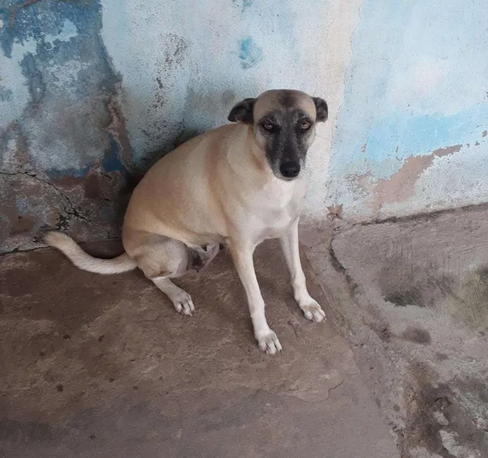 Cachorro raça Vira Lata idade 3 anos nome Lili e Pretinha