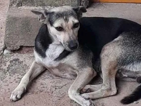 Cachorro raça Vira Lata idade 3 anos nome Lili e Pretinha