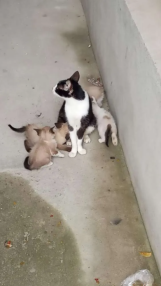 Gato ra a Srd idade Abaixo de 2 meses nome Sem nome