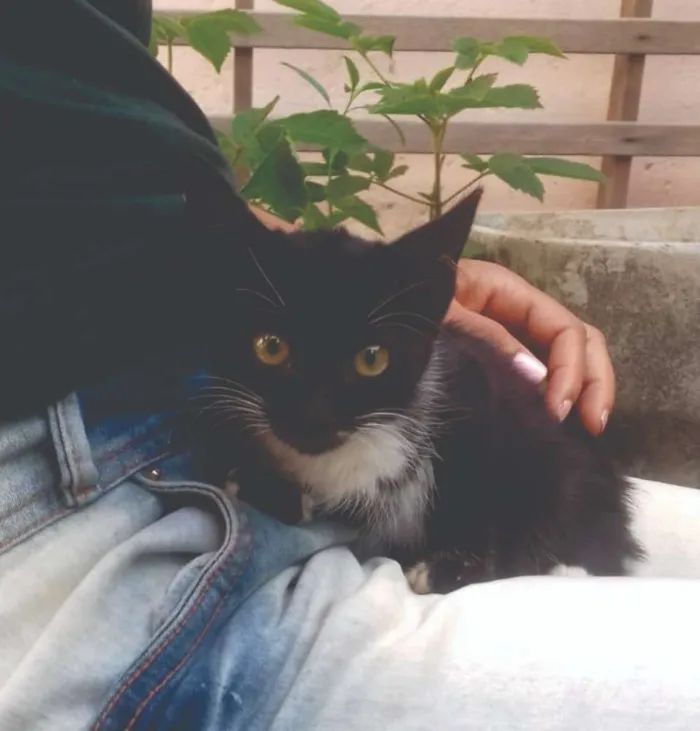 Gato raça Normal idade 2 a 6 meses nome Lani