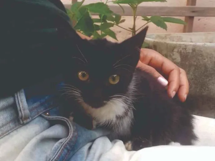 Gato raça Normal idade 2 a 6 meses nome Lani