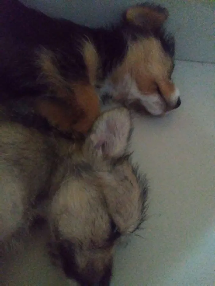Cachorro ra a Indefinida idade Abaixo de 2 meses nome Ainda ñ tem
