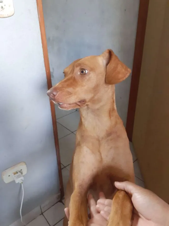 Cachorro ra a Sem raça definida idade 1 ano nome Mel