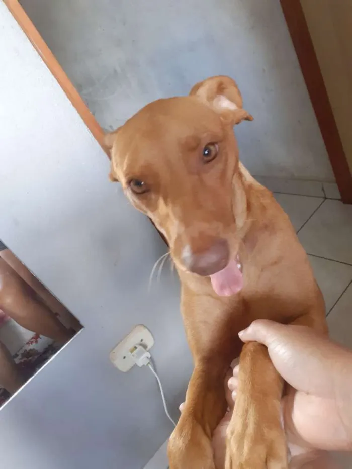 Cachorro ra a Sem raça definida idade 1 ano nome Mel