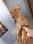 Mel