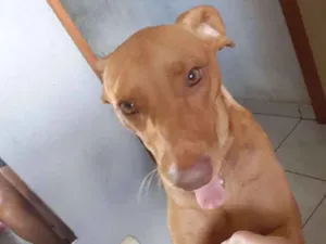 Cachorro raça Sem raça definida idade 1 ano nome Mel