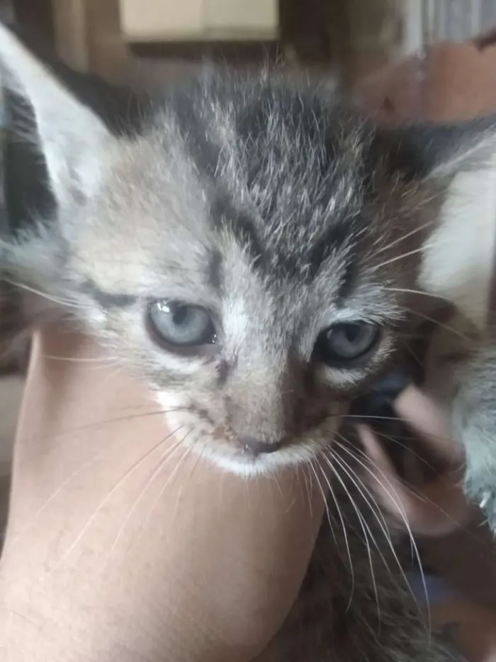 Gato ra a sem raça definida idade Abaixo de 2 meses nome Sem nome ainda