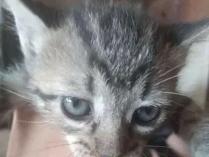 Gato raça sem raça definida idade Abaixo de 2 meses nome Sem nome ainda