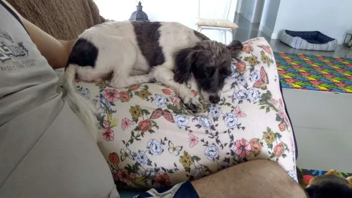 Cachorro ra a SRD idade 1 ano nome Matilda