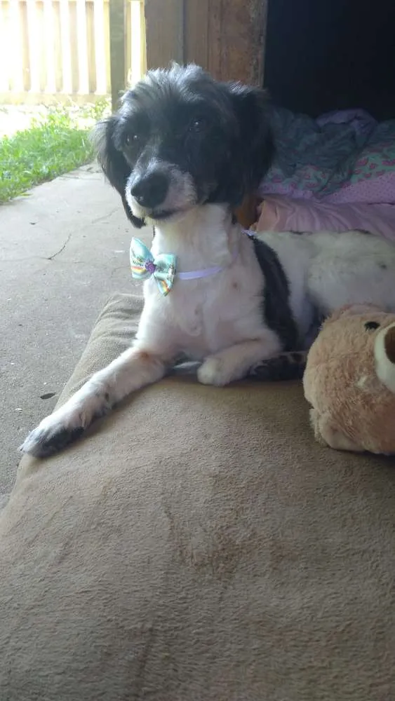 Cachorro ra a SRD idade 1 ano nome Matilda
