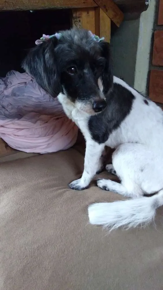 Cachorro ra a SRD idade 1 ano nome Matilda