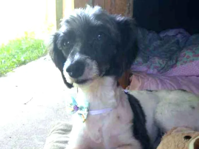 Cachorro ra a SRD idade 1 ano nome Matilda
