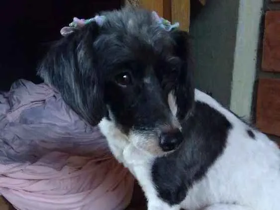 Cachorro ra a SRD idade 1 ano nome Matilda