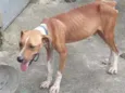 Marley