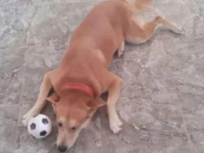 Cachorro raça Mestiço  idade 4 anos nome Duque