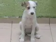 Bolinha