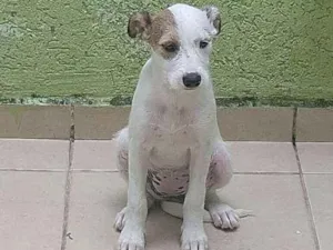 Cachorro raça Vira lata idade 2 a 6 meses nome Bolinha