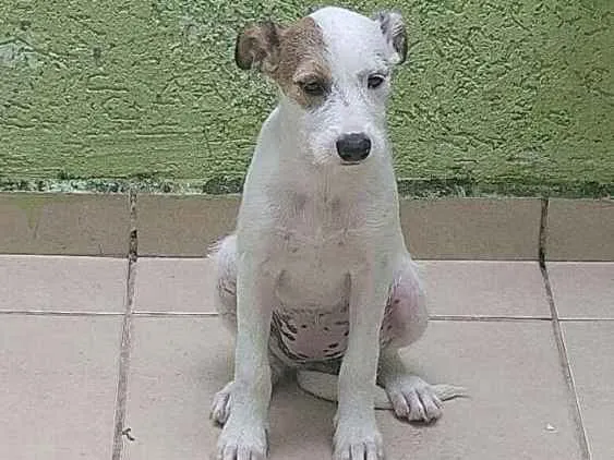 Cachorro ra a Vira lata idade 2 a 6 meses nome Bolinha