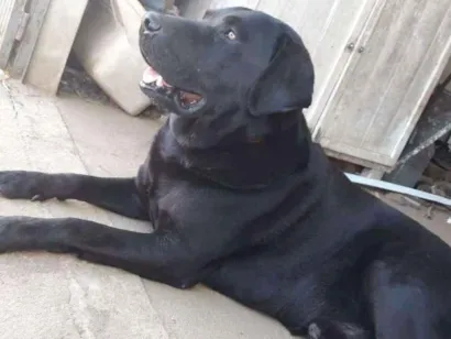 Cachorro raça Labrador idade 5 anos nome Feijão 