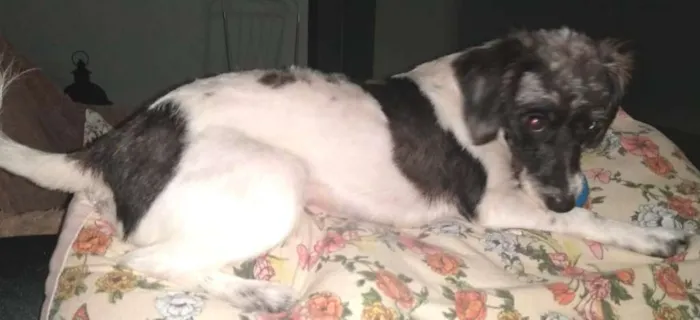 Cachorro ra a SRD idade 1 ano nome Matilda