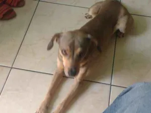 Cachorro raça Vira-lata idade 3 anos nome Dog e Branquelo