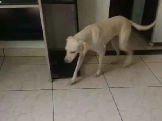 Cachorro ra a Vira-lata idade 3 anos nome Dog e Branquelo