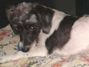 Cachorro raça SRD idade 1 ano nome Matilda