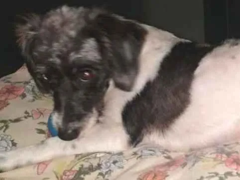 Cachorro ra a SRD idade 1 ano nome Matilda