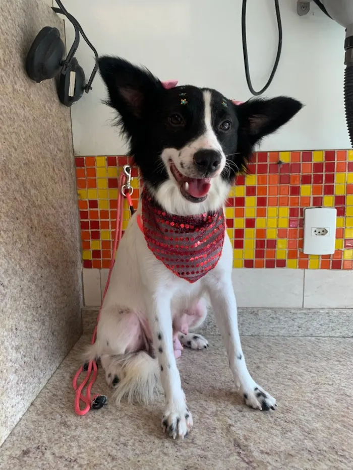 Cachorro ra a SRD idade 2 anos nome Lupita 